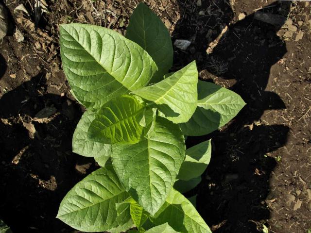 Ornamental tobacco planting