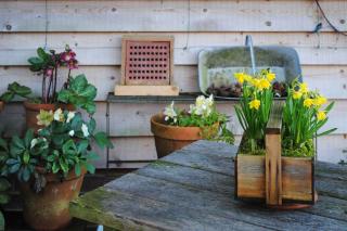 Pot with hellebore