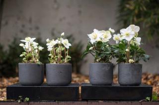 Potted hellebore, four pots aligned