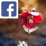 Picture related to Potted hellebore overlaid with the Facebook logo.
