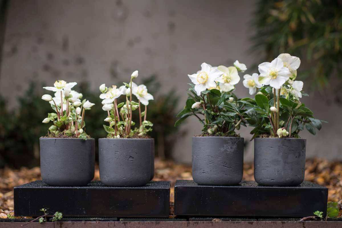 Hellebore in pot