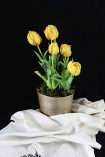 Yellow tulips in a tin metal pot placed upon a cloth