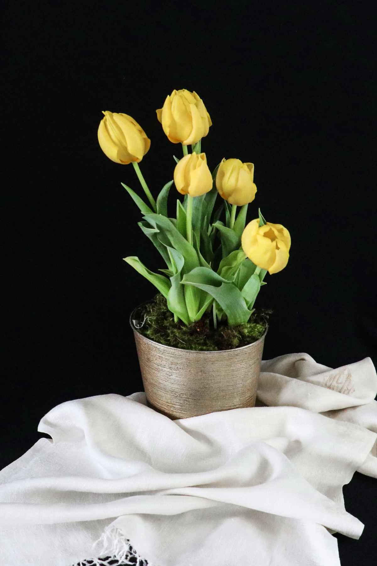 How Long Do Tulips Last In A Pot? 
