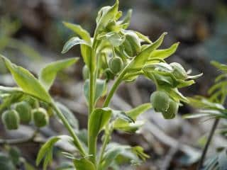 How to propagate smelly hellebore