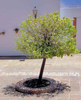 Orange tree pruning