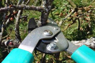 Pruning shears in position