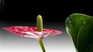 Anthurium flower and leaf seeming to float in the air