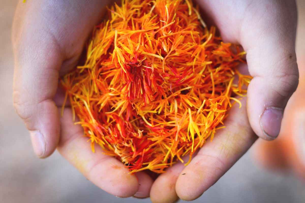 Saffron petals cupped in two hands