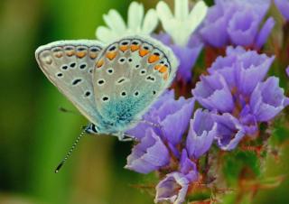 Sea lavender with a butterfly on it