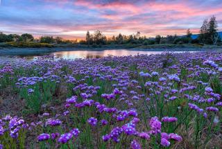 Sea of sea lavender by the sea