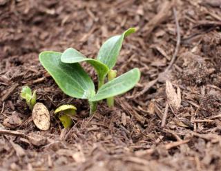 Squash seeds sown in a seed hole, sprouting