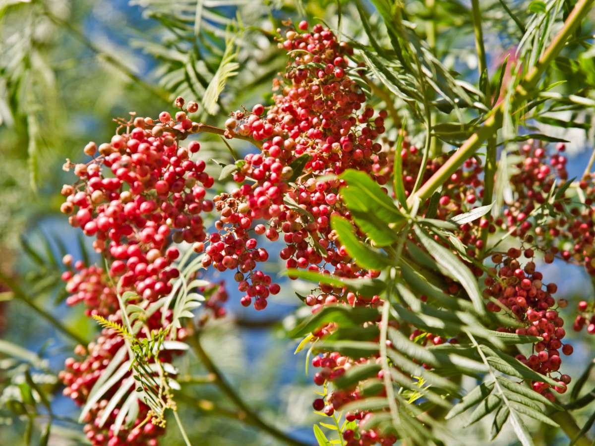 Shinus molle, pink peppercorn