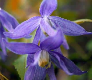 Alpina clematis with small violet flowers