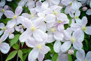 Clematis varieties with small flowers