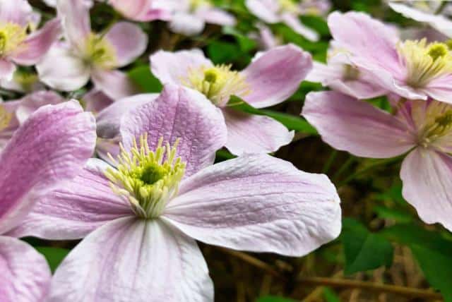Pinkish-white small flowers of a Clematis montana variety
