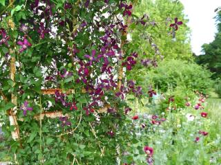 Sweet summer love, small flower clematis