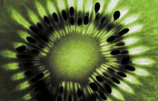 Slice of kiwi showing seeds