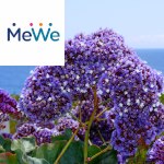 Picture related to Sea lavender overlaid with the MeWe logo.