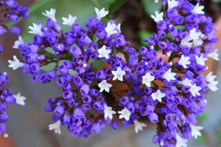 Identification of sea lavender