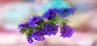 Dreamy Limonium sinuatum flowers