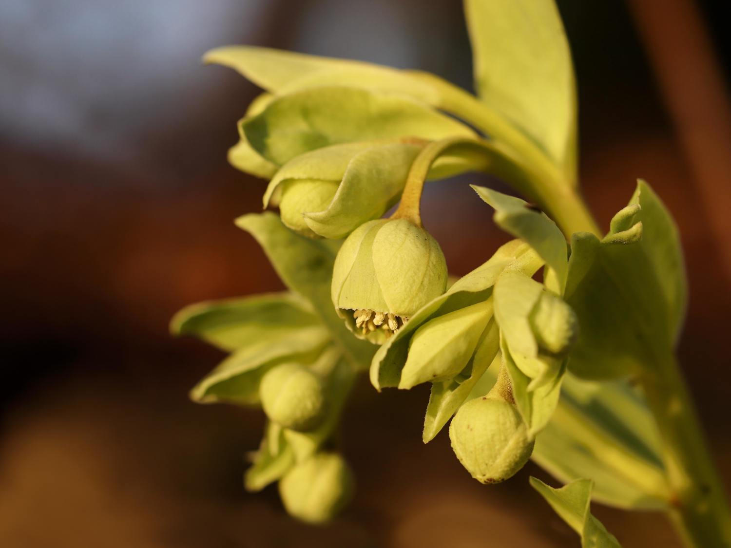 Helleborus foetidus