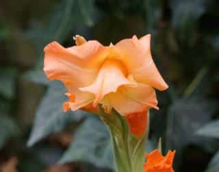 Single gladiolus flower