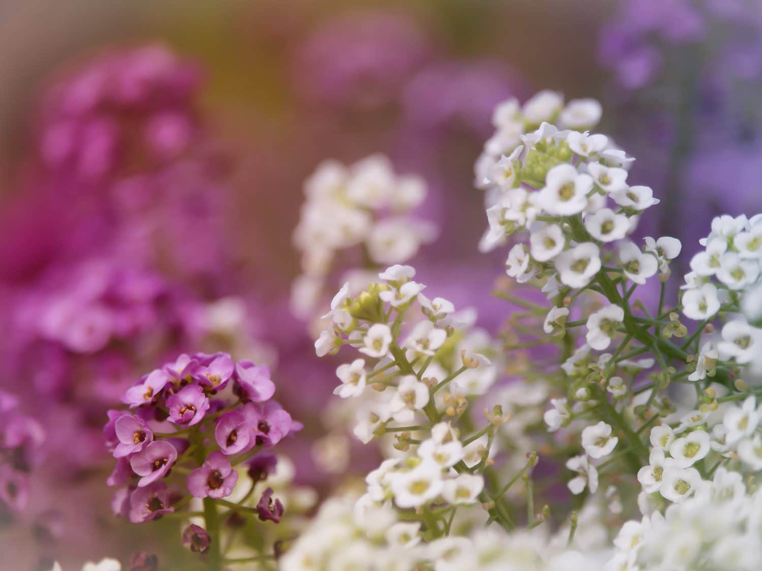 Sweet alyssum, Lobularia