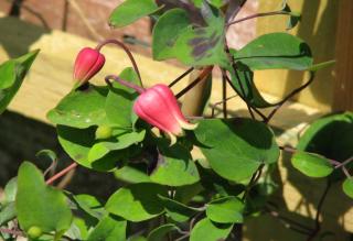 Red bells of the strange Clematis texensis