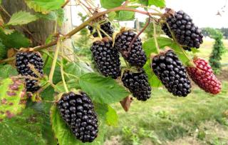 Thornless blackberry variety