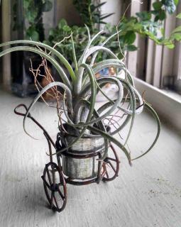 Tillandsia grows without soil, here in a small tin pot