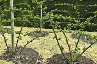 Training a blackberry bush