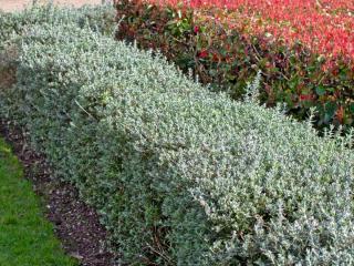 Bush germander hedge