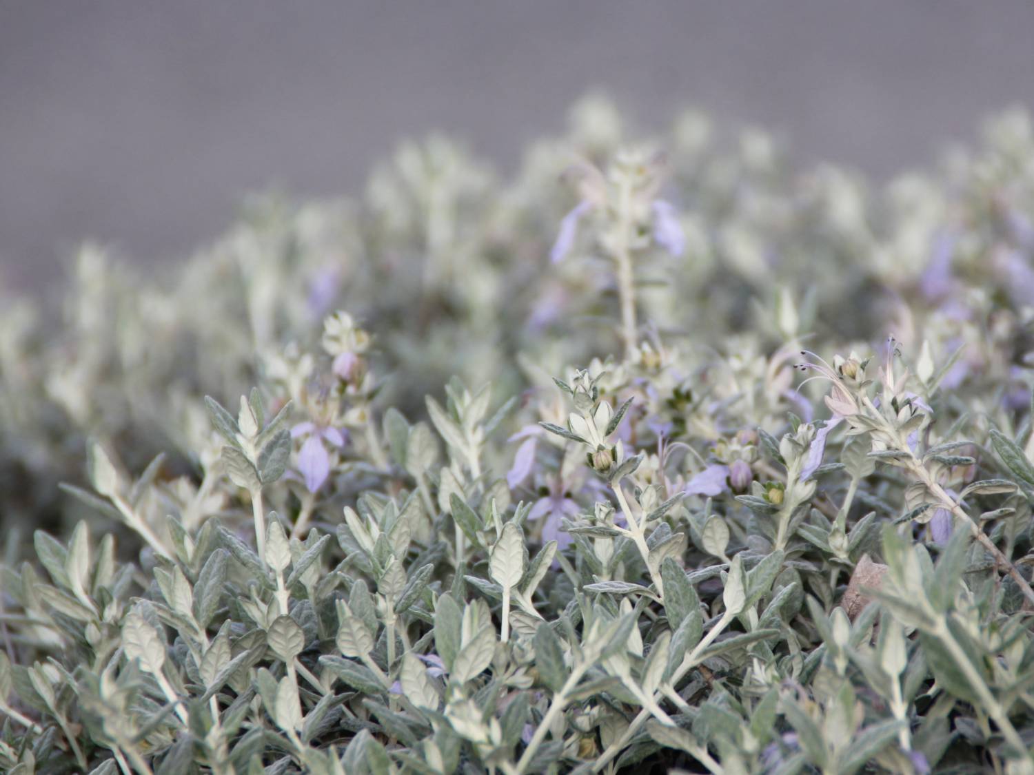 Tree germander - Teucrium fruticans