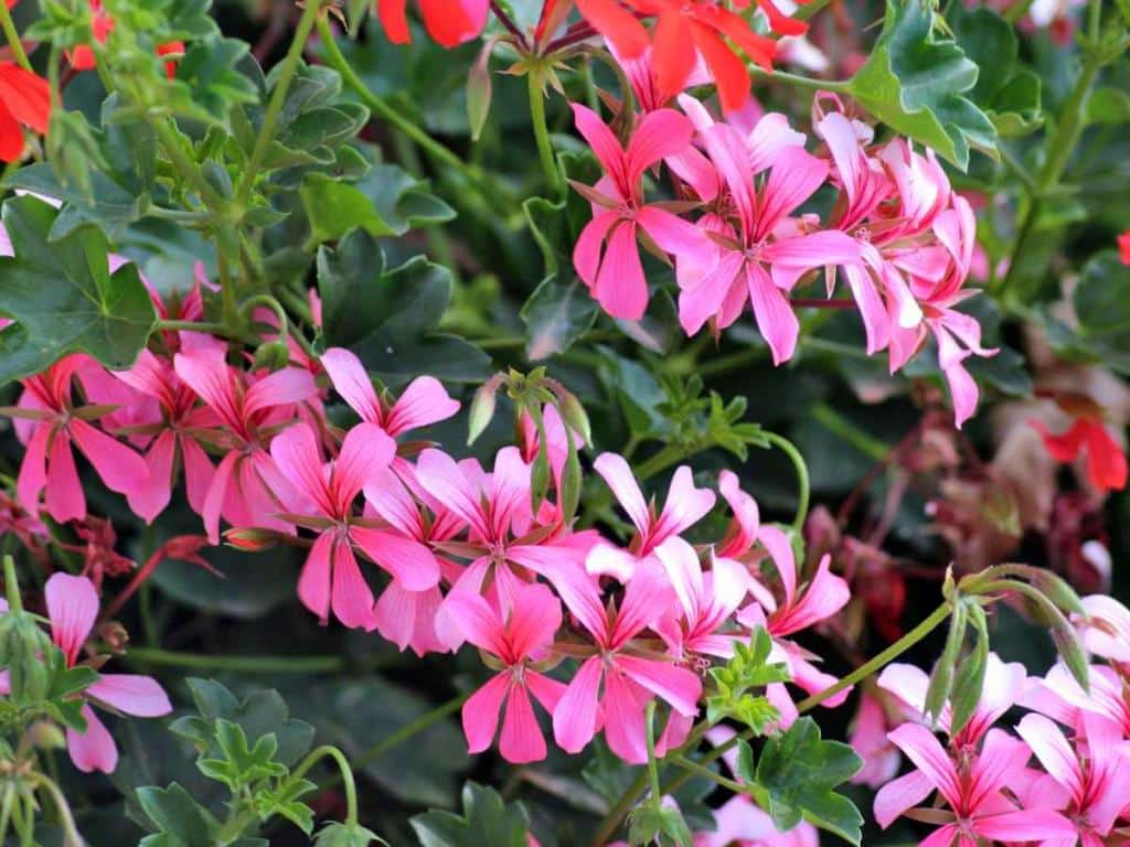 true geranium