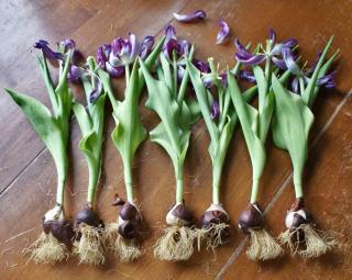Description of tulip bulbs, with uprooted ones lined up on a table