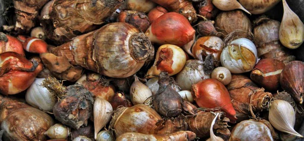 Selection criteria for tulip bulb include firmness, size, and health