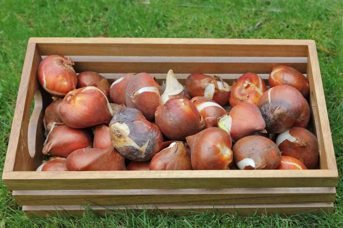 Crate with tulip bulbs