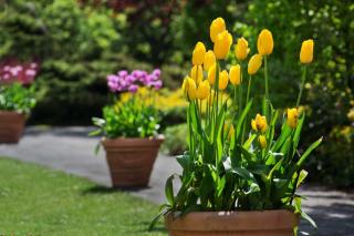 Potted tulips along a walkway