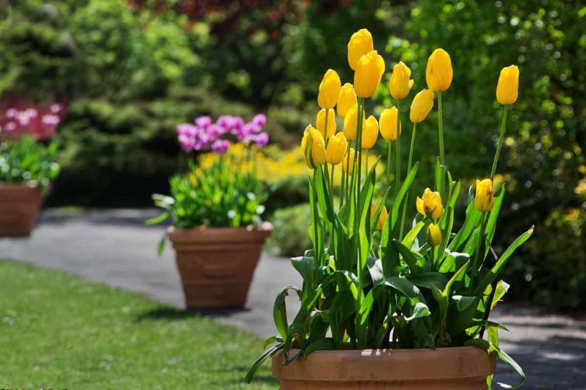 Can Tulips Be Planted in a Pot 