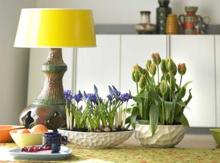 Pots indoors with tulips and grape hyacinth, paired with a beautiful yellow lamp