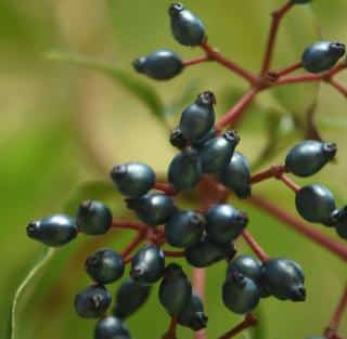 Proper care for viburnum tinus lisarose