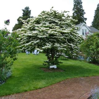 Viburnum mariesii as a standalone in landscaping