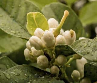 Lemon tree blooming, freshly watered