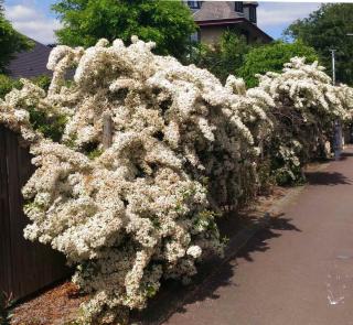 Massive white-blooming hedge full of flowers