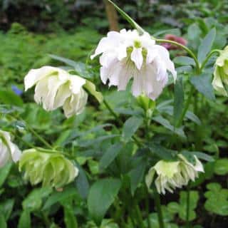 Double-flower white hellebores