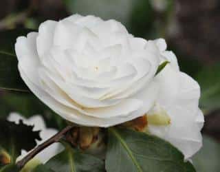 White camellia flower