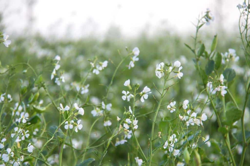 White garden flowers for landscaping a garden in white