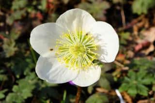 Single white hellebore