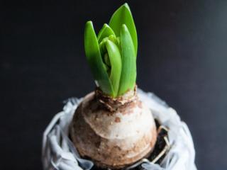 White pearl hyacinth pot