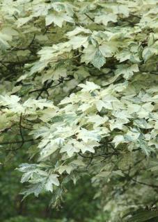 White variegated foliage will also add to the light colors of white gardens